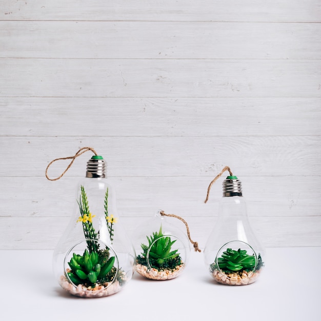 Photo ensemble de plantes succulentes à l'intérieur du verre suspendu ampoule sur le bureau blanc
