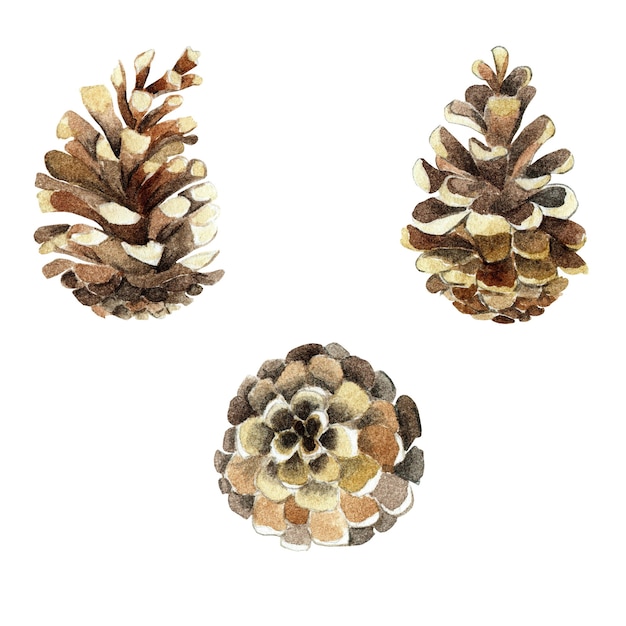 ensemble de pommes de pin sapin botanique illustration aquarelle dessinés à la main isolé sapin de noël pin