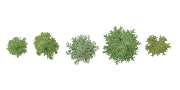 Ensemble de sapins de jungle rendu 3D vue de dessus vue de plan pour l'illustration