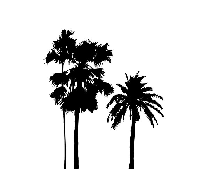 Photo un ensemble de silhouettes de palmiers sur un fond blanc illustration vectorielle