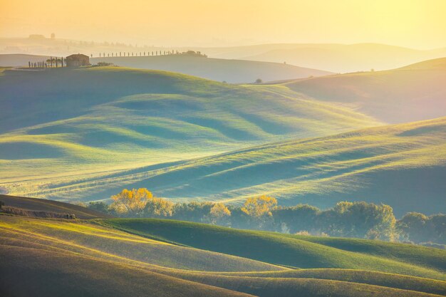 Ensoleillé naturel paysage Surrise arbres dorés dans les champs ondulés au matin Toscane Italie Europe