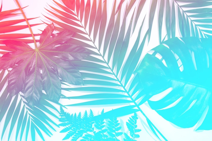 Photo ensoleillement. feuilles exotiques tropicales d'été isolées sur fond blanc. conception de cartes d'invitation, flyers. modèles de conception abstraite pour affiches, couvertures, fonds d'écran avec fond pour le texte.