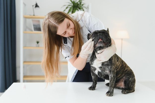 Enthousiaste jeune vétérinaire prenant soin et examinant un beau chien bouledogue français