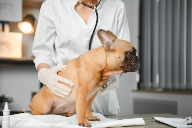 Enthousiaste jeune vétérinaire en prenant soin et en examinant un beau chien de compagnie bouledogue français