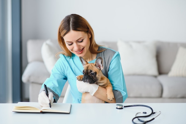 Enthousiaste jeune vétérinaire en prenant soin et en examinant un beau chien de compagnie bouledogue français