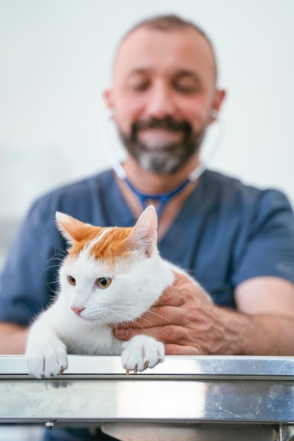 Enthousiaste vétérinaire professionnel masculin prenant soin d'un chat en bonne santé. Bilan de l'année obligatoire pour un animal en bonne santé.