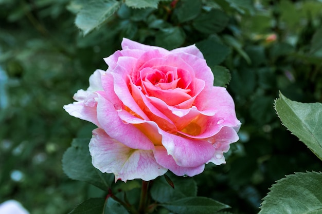 Entièrement ouvert, légèrement rose avec de nombreuses nuances de belle plante à fleurs roses