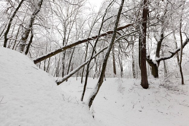 Entièrement recouvert de neige arbres à feuilles caduques en hiver, hivers froids et neigeux, arbres poussant dans le parc ou dans la forêt dans la neige blanche après une chute de neige