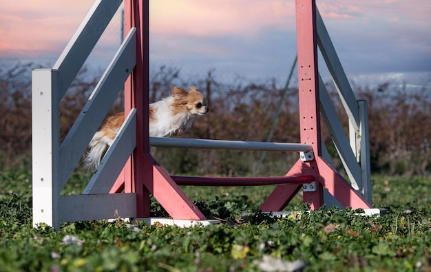 Entraînement d'agilité pour un chihuahua dans la nature