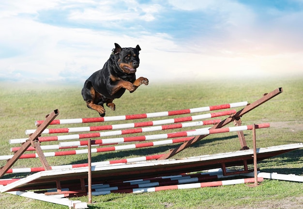 Entraînement au saut