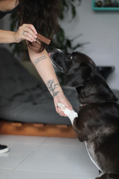 Photo entraînement de chien noir avec une femme