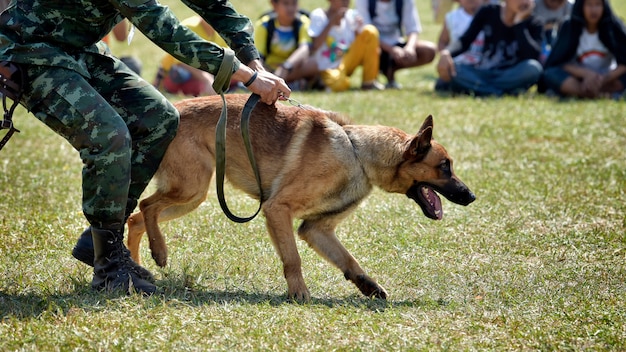 Entrainement de chien