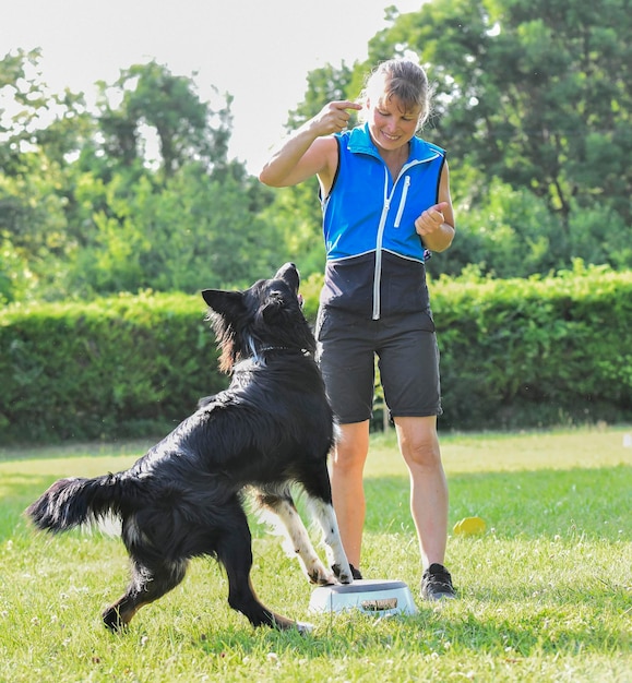 Entraînement du chien à l'obéissance avec une discipline de border collie dans la nature