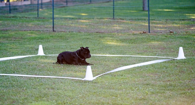 entraînement du chien à l'obéissance avec un staffier