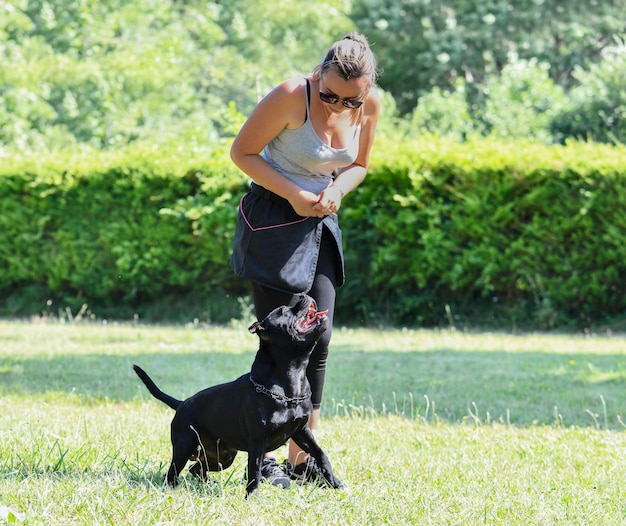 entraînement à l'obéissance avec un assistant