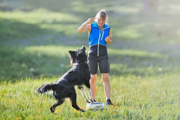 entraînement à l'obéissance avec un border collie