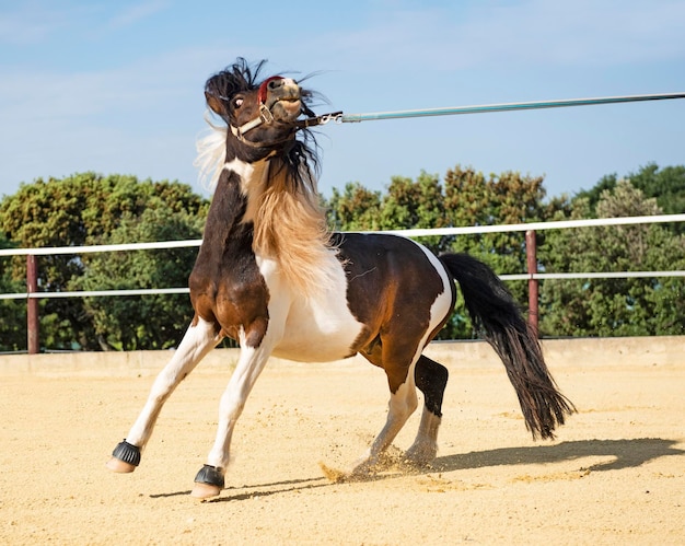 Photo entraînement d'un poney rétif à la fente