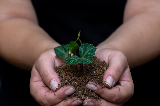 Entre les mains de la terre et un petit semis d'arbre