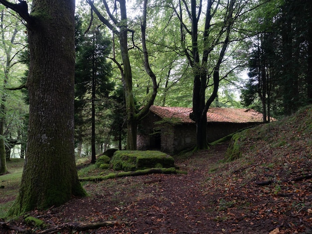 Entrée de l'ancienne forêt de hêtres