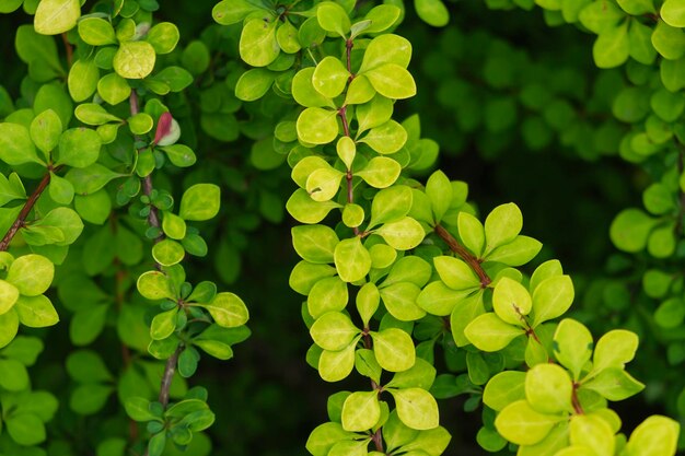 Entrelacement de brindilles jaunes et de feuilles d'épine-vinette un jour d'été dans le jardin