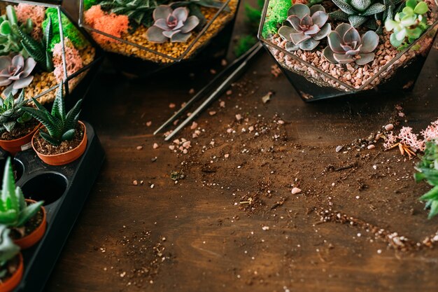 Entreprise de jardinage à domicile. Vue de dessus des plantes succulentes poussant dans des vases et des pots en verre. Sol éparpillé sur une surface en bois.