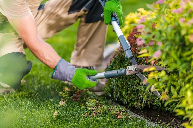 Photo entretien de la coupe des plantes de jardin au printemps