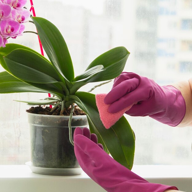 Entretien des fleurs d'intérieur. La femme mûre essuie la poussière des feuilles de la fleur d'orchidée