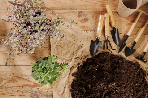 Entretien et transplantation de plantes d'intérieur