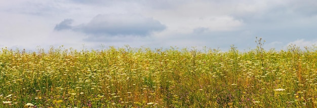 Envahi par le champ de fleurs sauvages et de mauvaises herbes avec un ciel nuageux sombre