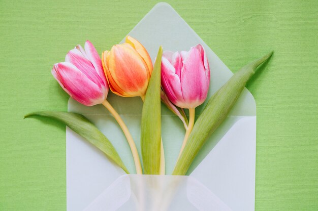 Enveloppe transparente mate ouverte avec des tulipes multicolores sur fond vert
