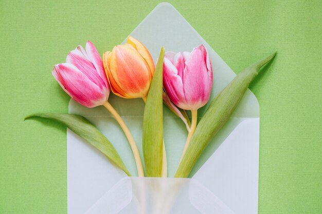 Enveloppe transparente mate ouverte avec des tulipes multicolores sur fond vert