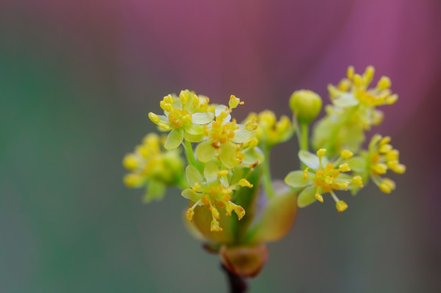 Environnement des arbres en fleurs des bourgeons printaniers,