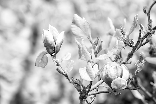 Environnement de beauté nature Fleur de magnolia sur une journée ensoleillée fleur de printemps Fleur de magnolia fleurit sur fond flou Concept de saison de printemps Éveil d'une nouvelle vie