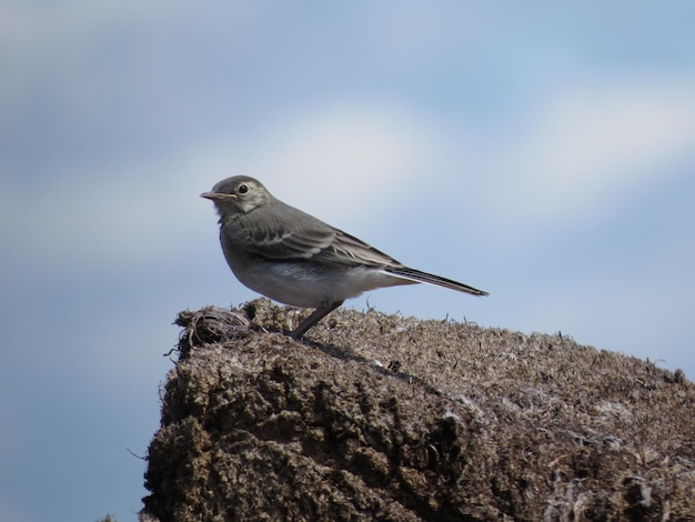 Environnement et beaux oiseaux