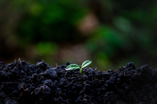 Environnement écologique la croissance des semis