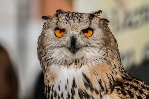 environnement, hibou grand duc, détail de la tête, beau plumage