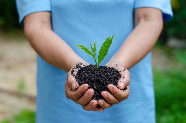 Environnement Jour de la Terre Entre les mains des arbres qui poussent.