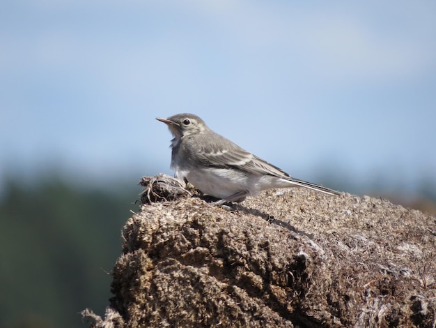 Environnement et oiseaux incroyablement beaux