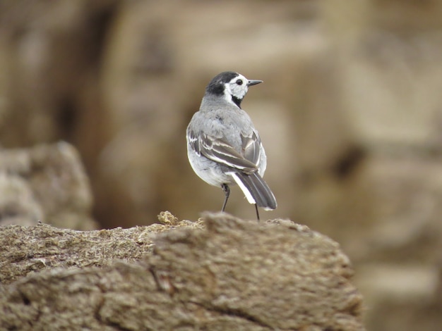 Environnement et oiseaux incroyablement beaux