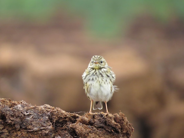 Environnement et oiseaux incroyablement beaux