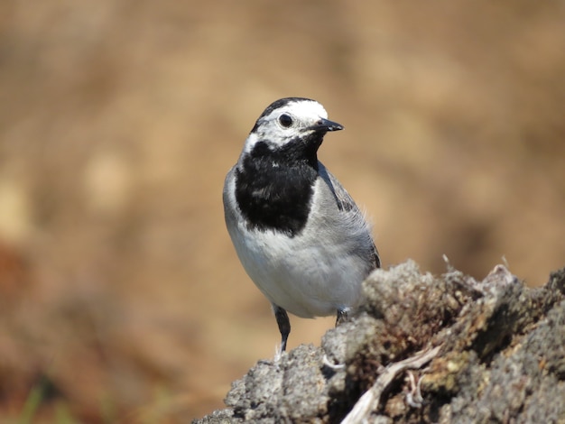 Environnement et oiseaux incroyablement beaux