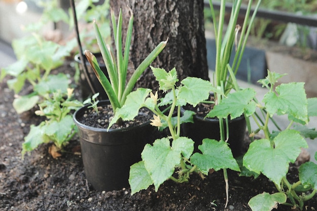 Environnement vert et plantes vertes