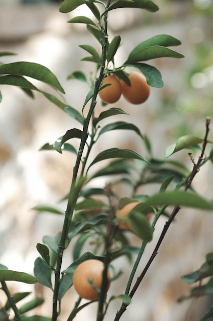 Photo environnement vert et plantes vertes