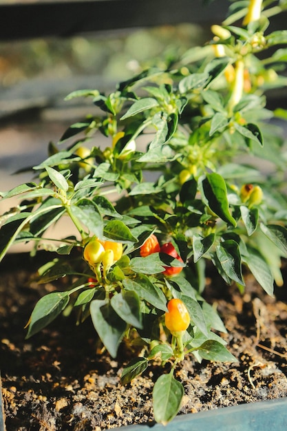 Environnement vert et plantes vertes