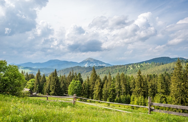 Photo envoûtant beau paysage d'été de prairies vertes