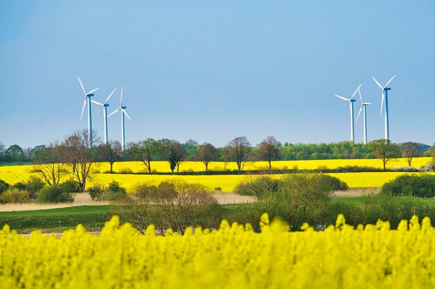 Photo les éoliennes sur le terrain contre le ciel