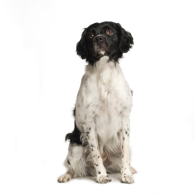 Epagneul breton à 4 ans. Portrait de chien isolé