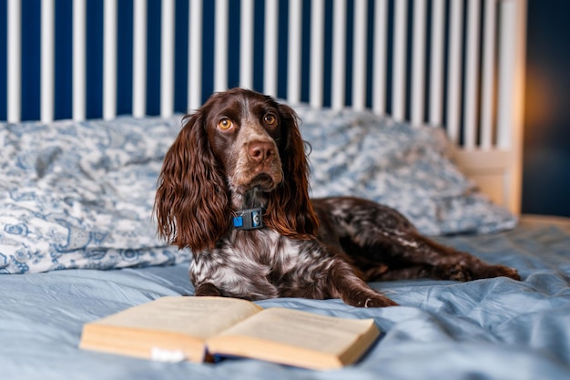 Un épagneul brun se trouve sur le lit avec un livre et des bâillements