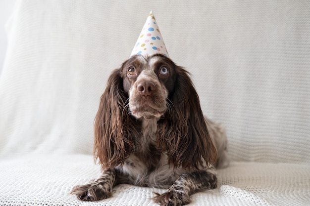 Épagneul russe au chocolat merle différentes couleurs yeux chien drôle portant chapeau de fête sur le canapé. Bon anniversaire.