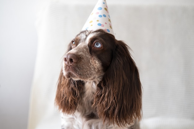 Épagneul russe chocolat merle différentes couleurs yeux chien drôle portant chapeau de fête. Vacances. Bon anniversaire. Nouvel An. Noël.